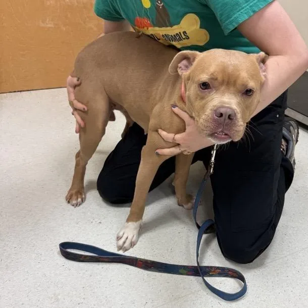 Honey Bear thumbnail 4