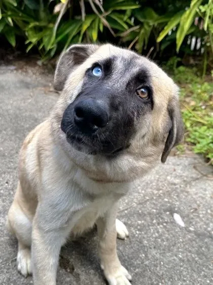A baby medium-sized female Shepherd dog named Bertha for adoption in New Orleans, LA