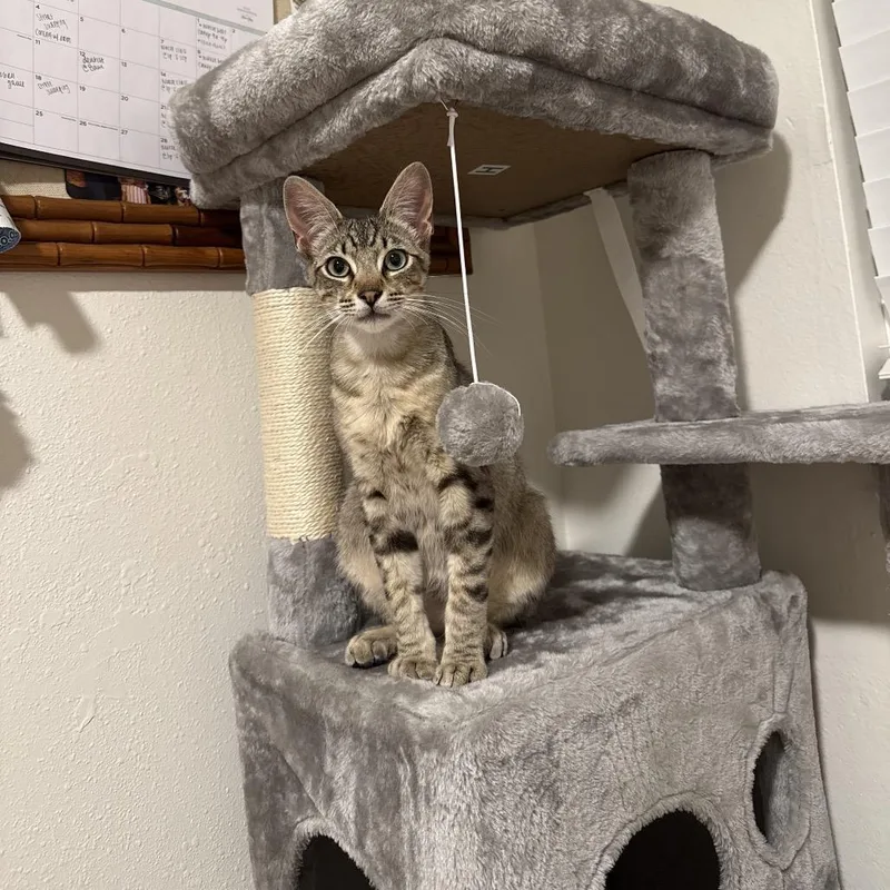 A young small-sized male Gray / Blue / Silver Domestic Short Hair cat named Leo for adoption in Oceanside, CA