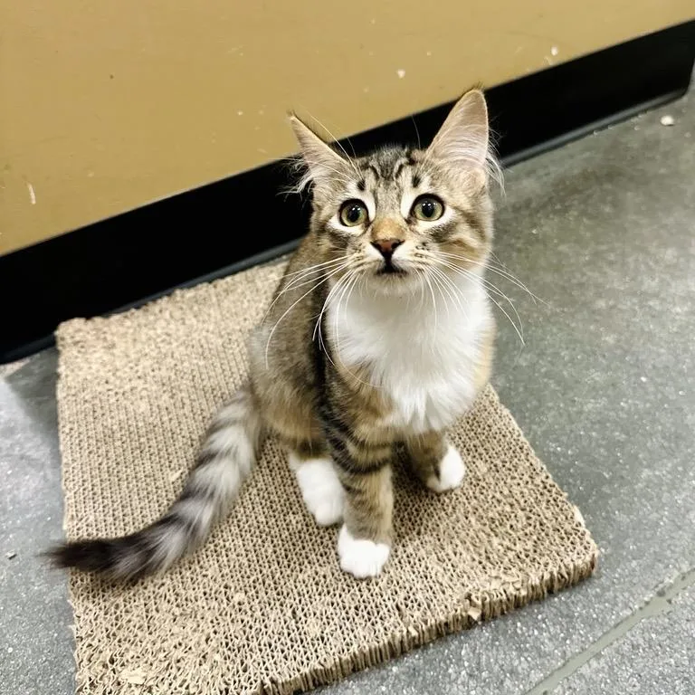 A baby small-sized female Gray / Blue / Silver Domestic Short Hair cat named Meredith Grey for adoption in Grantsville, UT