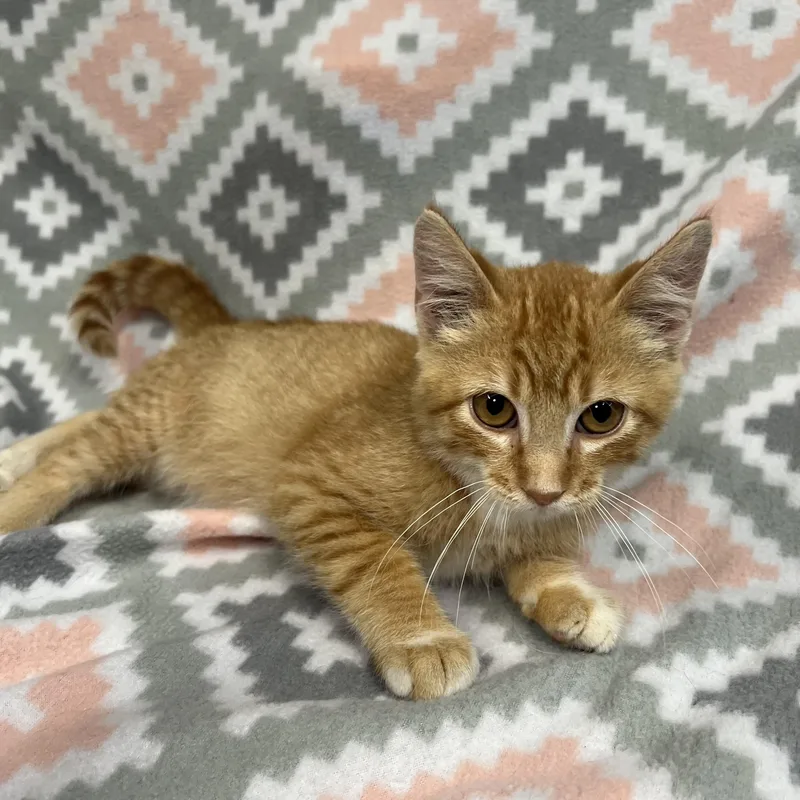 A baby medium-sized male Tabby (Orange / Red) Domestic Short Hair cat named Cobweb for adoption in Fairmont, MN
