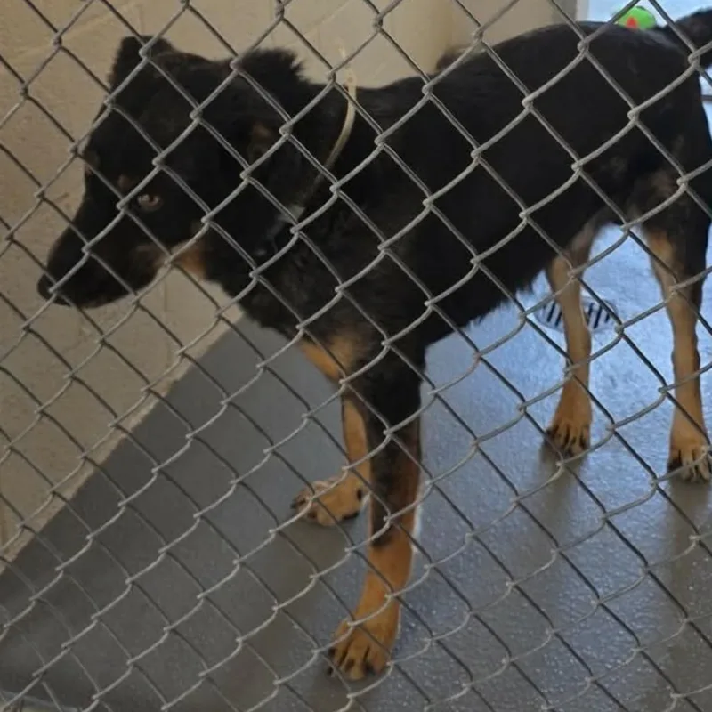 An adult large-sized male Australian Cattle Dog / Blue Heeler dog named Hank for adoption in Carlin, NV
