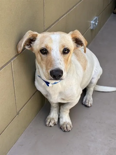 A young small-sized male Dachshund dog named Caramel for adoption in Riverside, CA