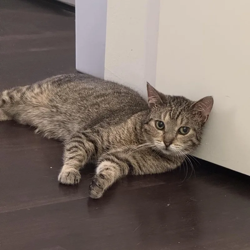 A young medium-sized male Brown / Chocolate Domestic Short Hair cat named Bbq for adoption in Evanston, IL