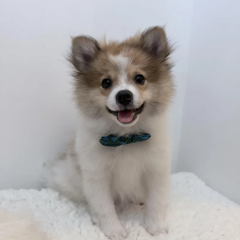 A baby small-sized male Pomeranian dog named Prince of poof for adoption in Wrightstown, NJ