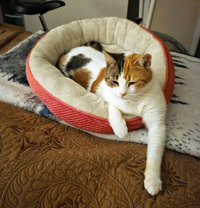An adult medium-sized female Calico cat named Maggie   Offered for adoption in Hillsboro, OR
