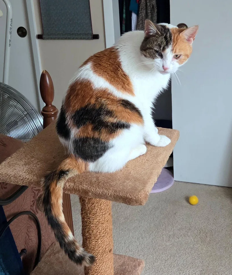 Maggie   Offered thumbnail 2