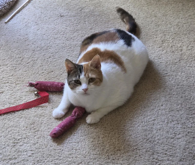 Maggie   Offered thumbnail 3