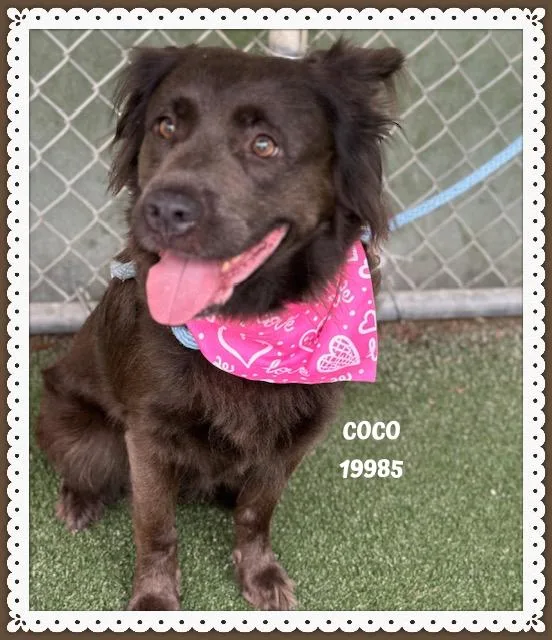 An adult medium-sized female Bicolor English Cocker Spaniel dog named Coco for adoption in Marietta, GA