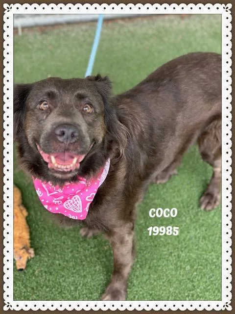 Coco thumbnail 2