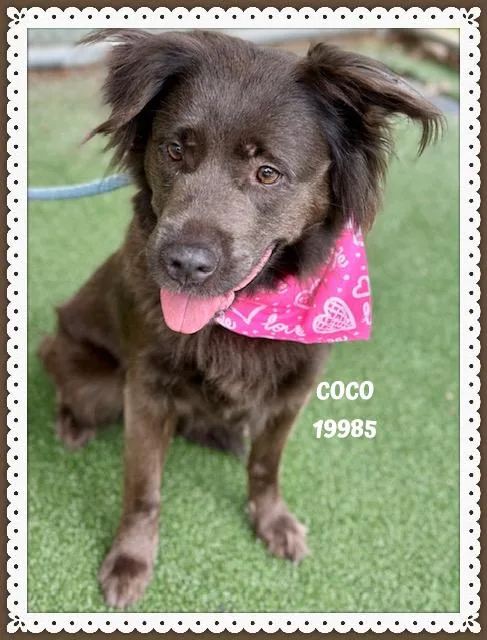 Coco thumbnail 3