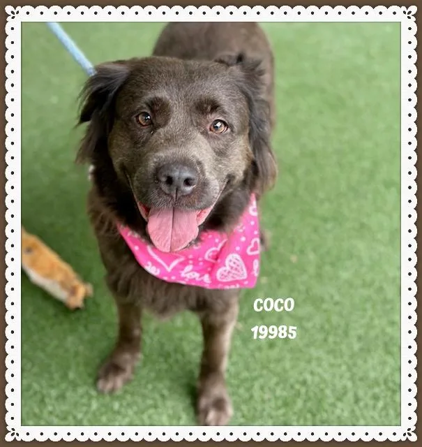Coco thumbnail 4