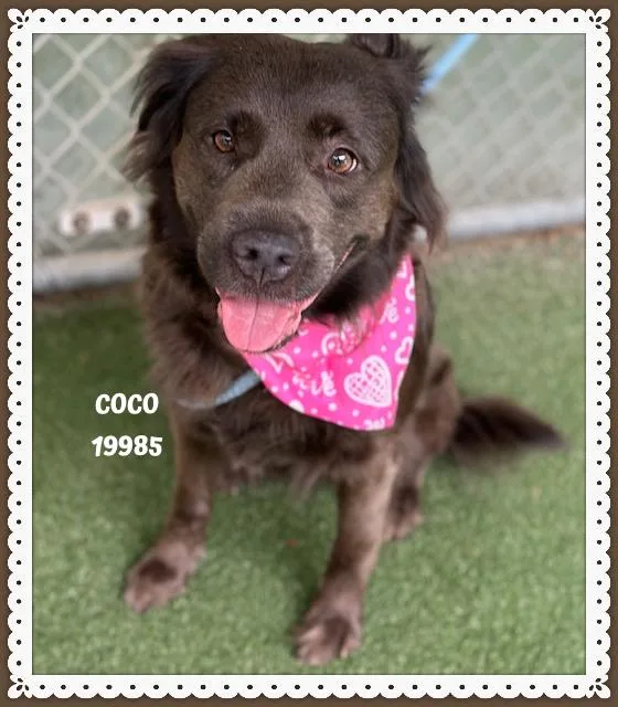 Coco thumbnail 5