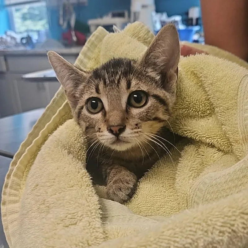 A baby small-sized female Gray / Blue / Silver Domestic Short Hair cat named Sponge Cake for adoption in Edwardsville, IL