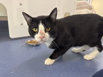 An adult small-sized male Domestic Short Hair cat named Mr. Skittlesworth for adoption in Roseville, CA
