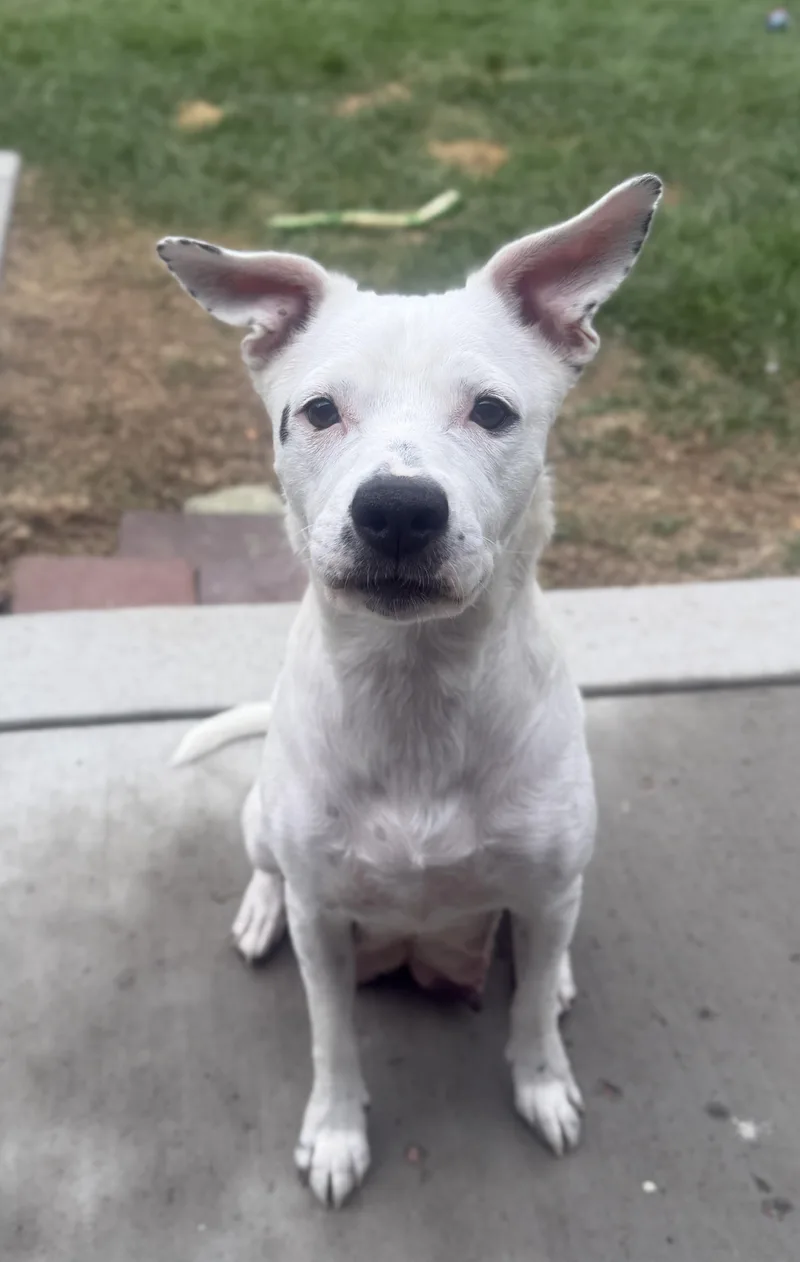 An adult medium-sized female Labrador Retriever dog named Mia for adoption in Brighton, CO