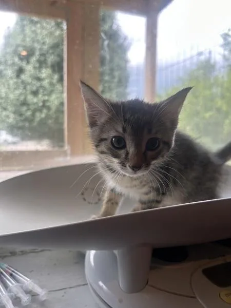 A baby small-sized female Domestic Short Hair cat named Rumi for adoption in Cleveland, TN