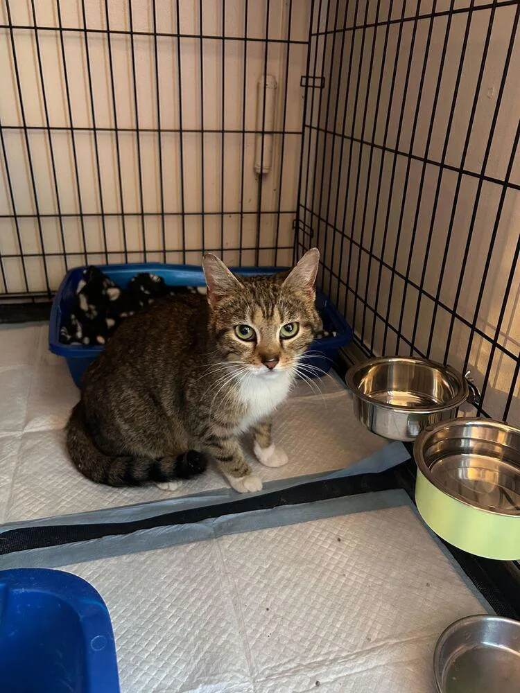 An adult medium-sized female Domestic Short Hair cat named Lorelai for adoption in North Brunswick, NJ