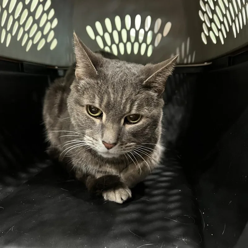 An adult medium-sized male Gray / Blue / Silver Domestic Short Hair cat named Soft Toes for adoption in Oak Park, IL
