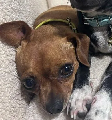 An adult small-sized female Golden Chihuahua dog named Cardi B for adoption in Liverpool, TX
