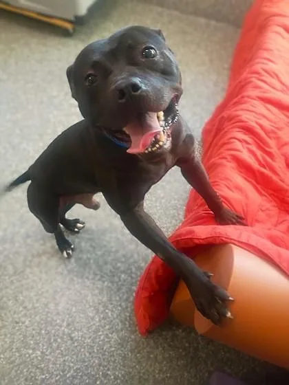 A young large-sized male Pit Bull Terrier dog named Marvin Martian for adoption in Westland, MI