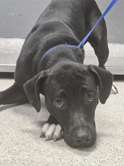 A young large-sized female Labrador Retriever dog named Madeline for adoption in Tallahassee, FL