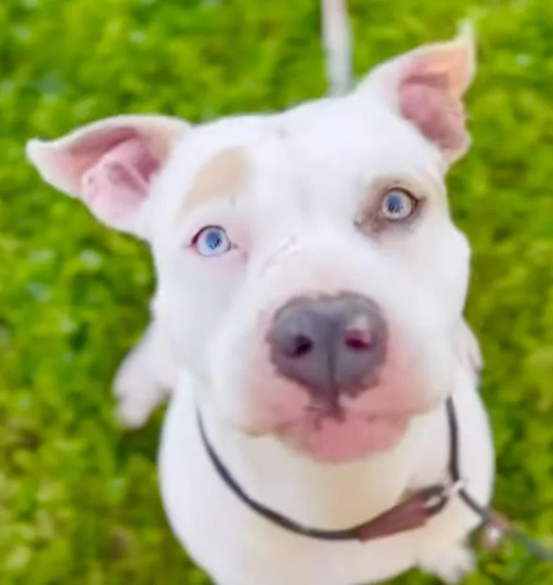An adult large-sized female Pit Bull Terrier dog named "heavenly Flower" Leilani for adoption in Los Angeles, CA
