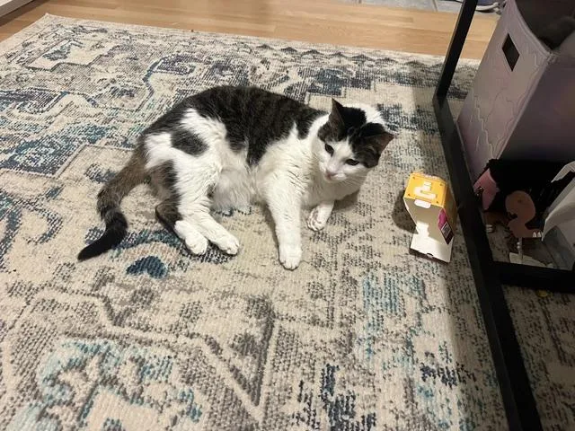 A senior medium-sized female Gray & White American Shorthair cat named Queenie for adoption in Medford, MA