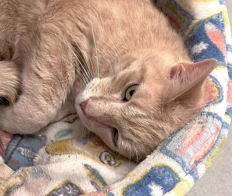 An adult large-sized male Buff & White Tiger cat named Mischa for adoption in Jamaica Plain, MA