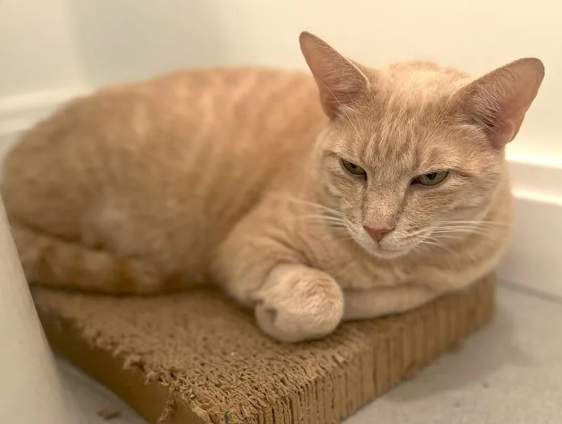 Mischa thumbnail 2