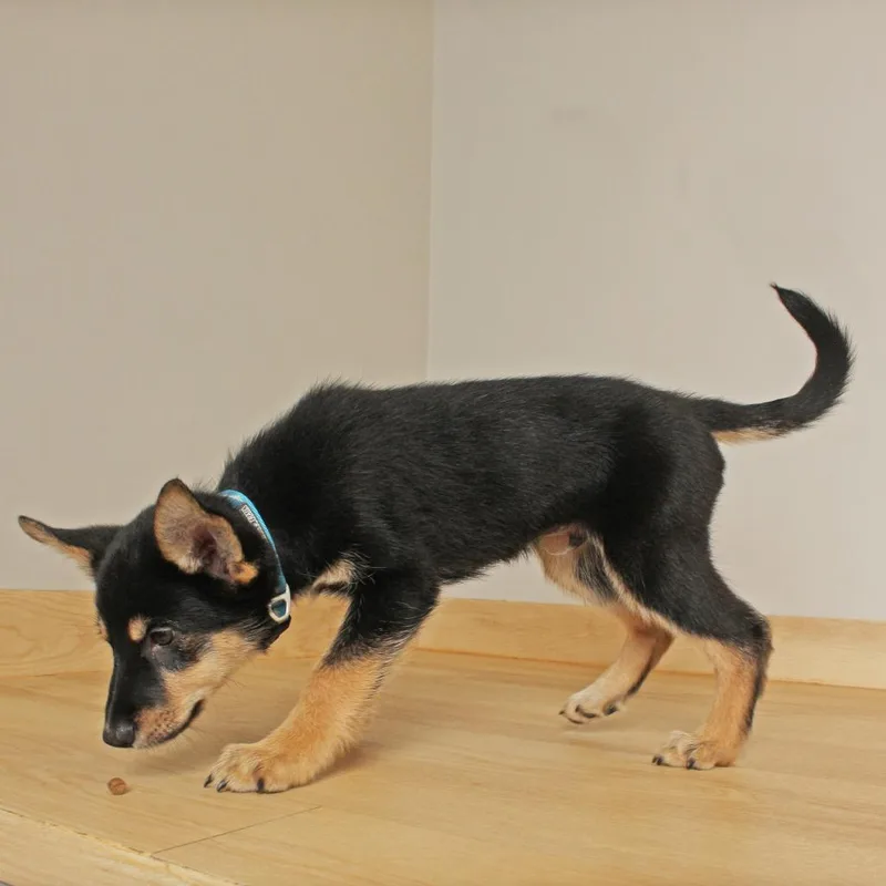 A baby medium-sized male Black Siberian Husky dog named Suicune D for adoption in Minnetonka, MN
