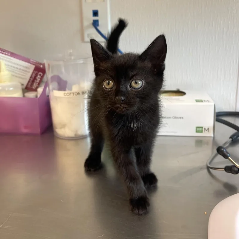 A young medium-sized male Black Domestic Short Hair cat named Clyde for adoption in Tampa, FL