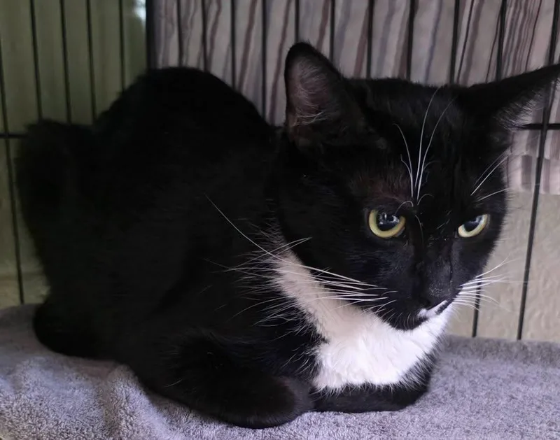 An adult medium-sized female Domestic Short Hair cat named Nellie for adoption in Saint George, UT