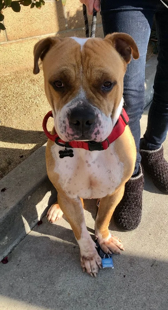 An adult large-sized male White / Cream American Bulldog dog named Baker for adoption in North Hollywood, CA
