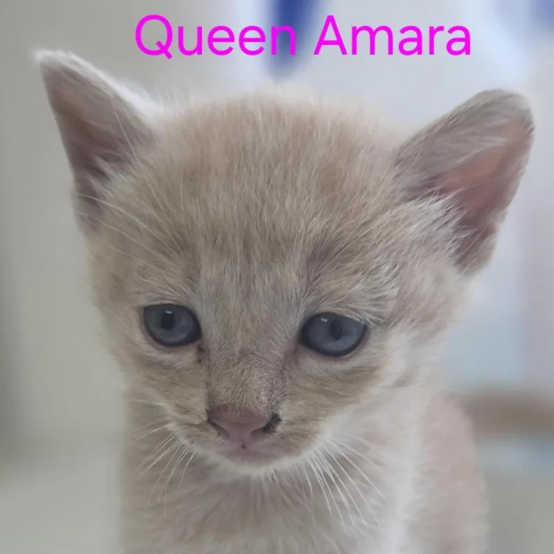 A baby small-sized female Buff / Tan / Fawn Domestic Short Hair cat named Queen Amara for adoption in Windsor, VA