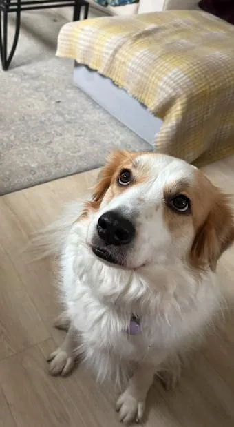 An adult large-sized female Border Collie dog named Marawinnie for adoption in Austin, MN