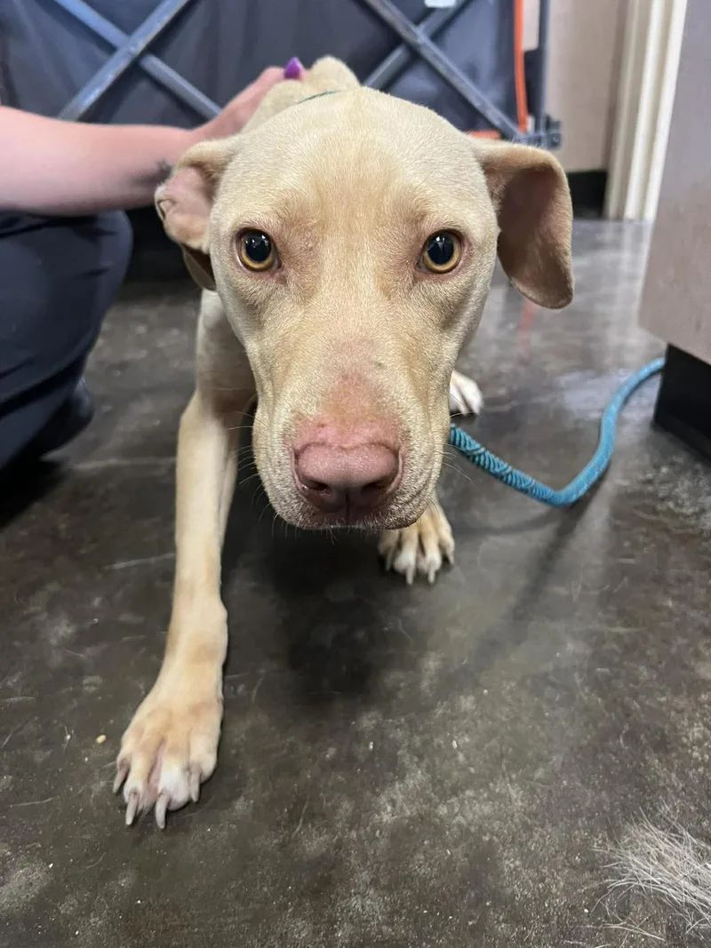 An adult medium-sized female Pit Bull Terrier dog named Found Stray: Odessa for adoption in Rockwall, TX