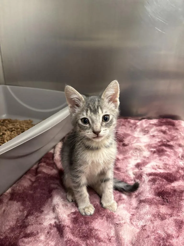 A baby medium-sized male Domestic Short Hair cat named Fig for adoption in Pomona, NY
