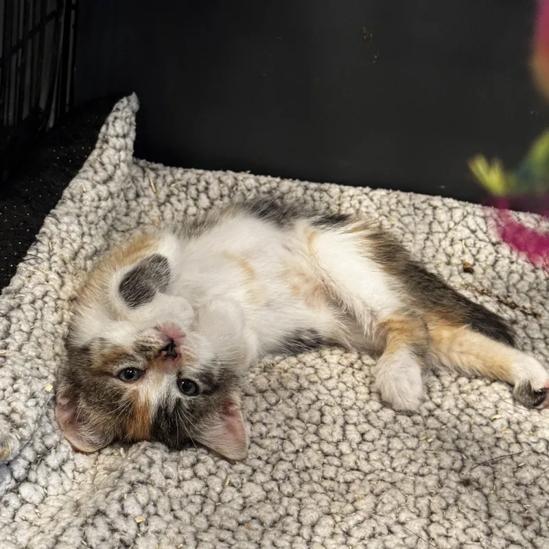A baby medium-sized female Calico cat named Anita for adoption in Moriches, NY