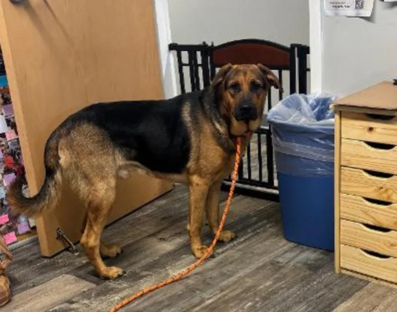 A young large-sized male Rottweiler dog named Linus for adoption in Carroll, OH