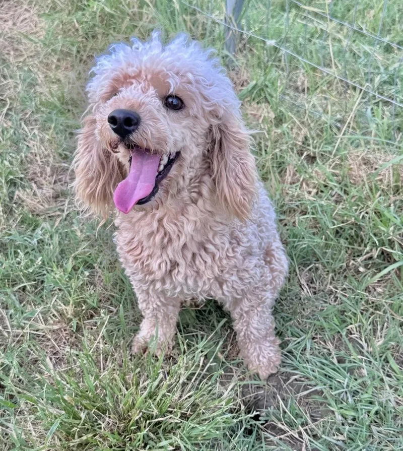 An adult small-sized male White / Cream Poodle dog named Duke for adoption in Mesquite, TX