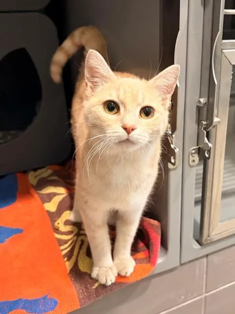 A young small-sized male Domestic Short Hair cat named Chester for adoption in Leesburg, VA