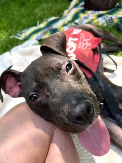An adult medium-sized male Mixed Breed dog named Squeak for adoption in West Chester, PA