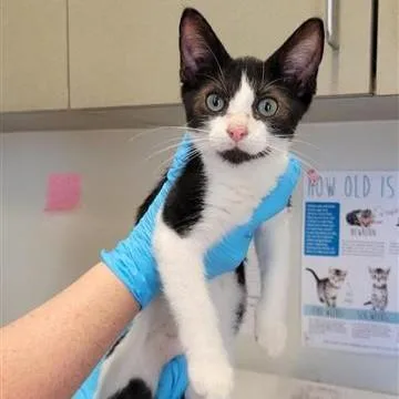 A baby small-sized male Domestic Short Hair cat named Seamus for adoption in San Antonio, TX