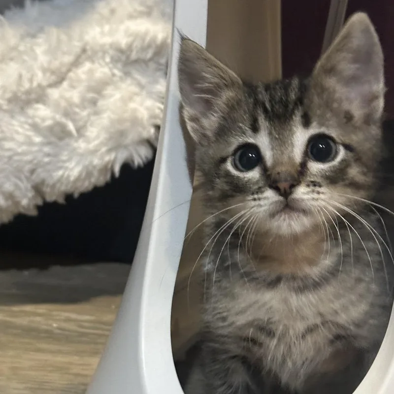 A baby small-sized male Brown / Chocolate Domestic Short Hair cat named Linus for adoption in Tustin, CA