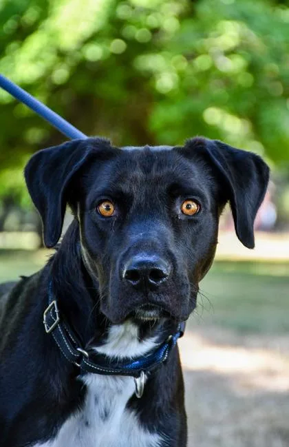 An adult large-sized male Pit Bull Terrier dog named Mister for adoption in Yakima, WA