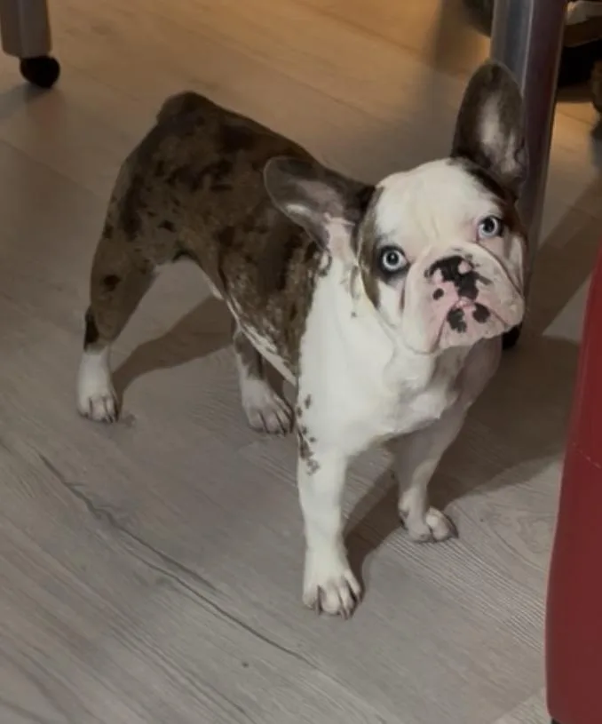 Diego
