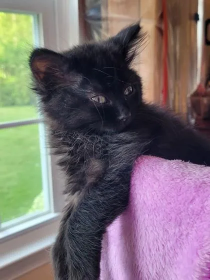A baby small-sized female Domestic Medium Hair cat named Coco for adoption in Westland, MI