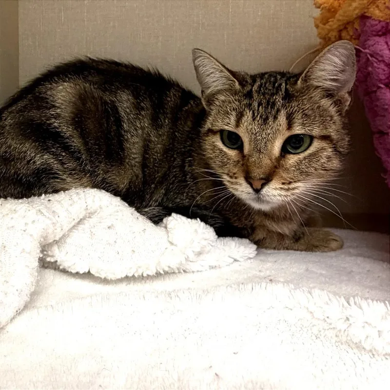 A young medium-sized female Brown / Chocolate Domestic Short Hair cat named Opal for adoption in San Antonio, TX