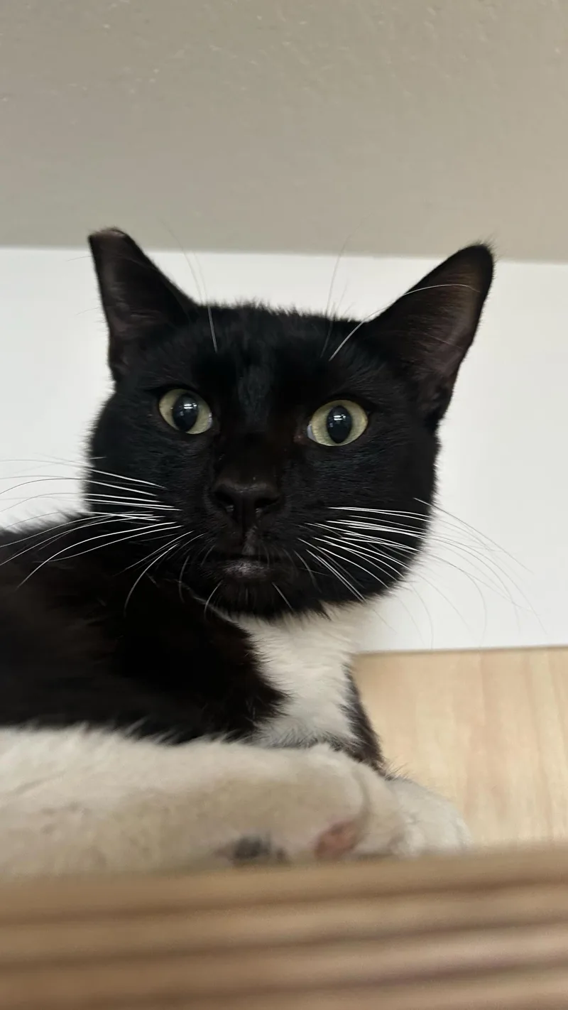 A young medium-sized female Black & White / Tuxedo Domestic Short Hair cat named Mystic for adoption in Pacific Palisades, CA